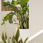 Casa Kiku Mykonos *